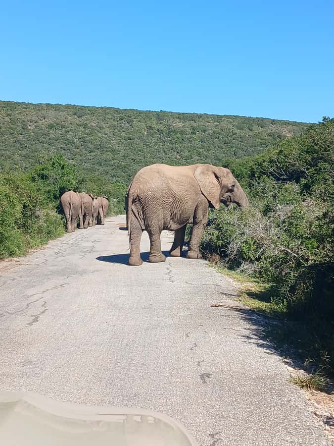 Port Elizabeth: Addo Elephant Park Shore Excursion & Safari - Should You Book It?