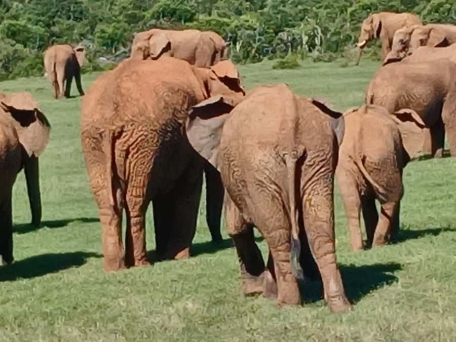 Port Elizabeth: Addo Elephant Park Shore Excursion & Safari - The Afternoon Drive Adds Valuable Time