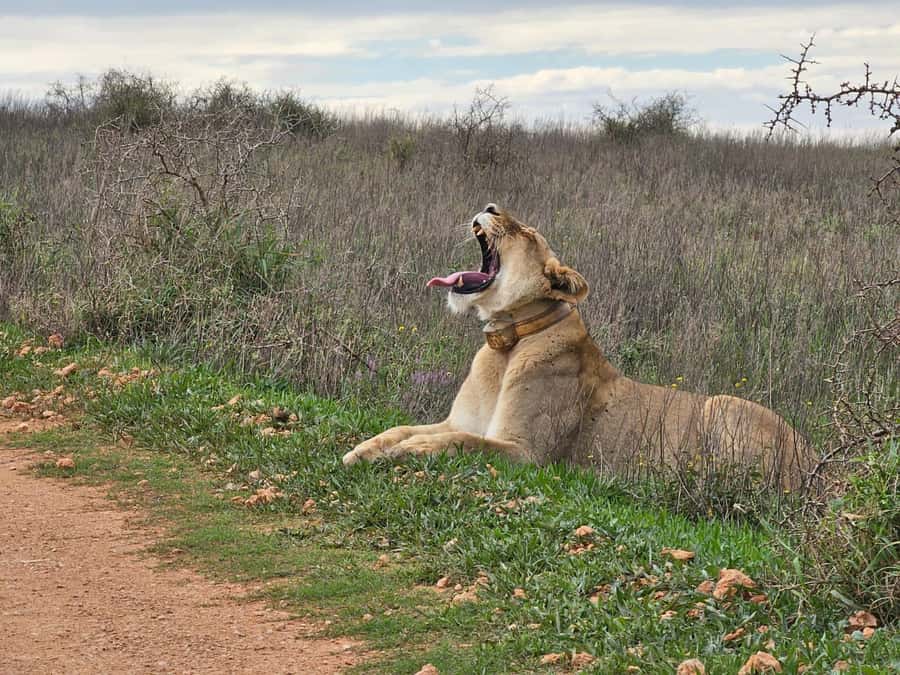Port Elizabeth: Addo Elephant Park Shore Excursion & Safari - Who Should Book This Addo Safari