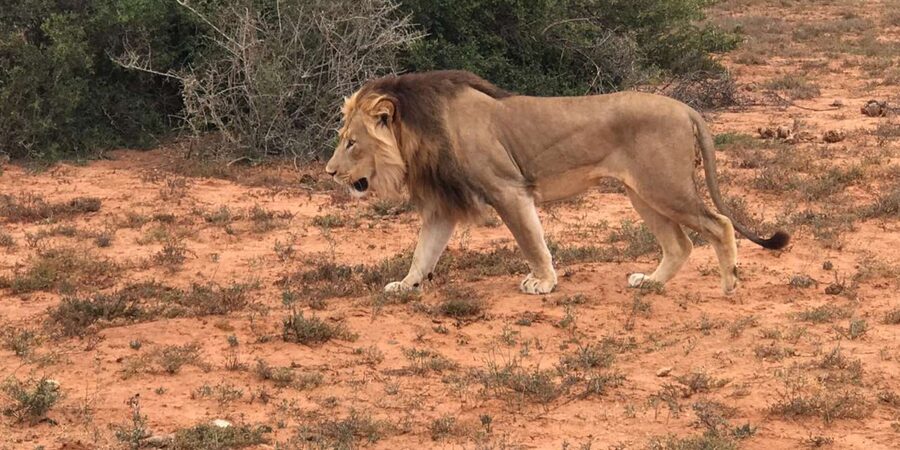 Port Elizabeth: Addo Elephant Park Shore Excursion & Safari - My Practical Booking Advice