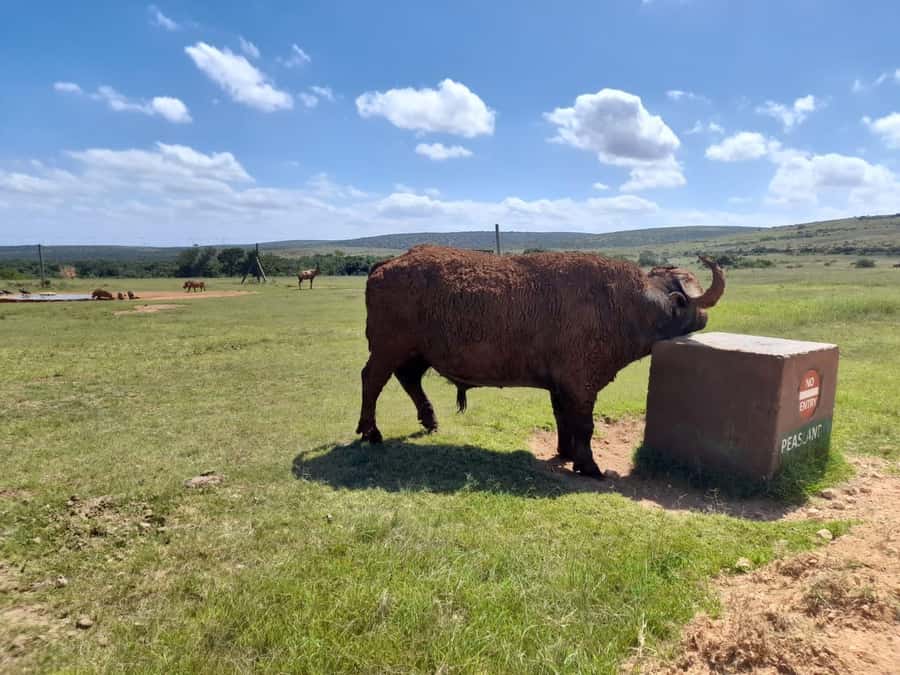 Port Elizabeth: Addo Elephant Park Shore Excursion & Safari - Four Hours of Wildlife Before Lunch