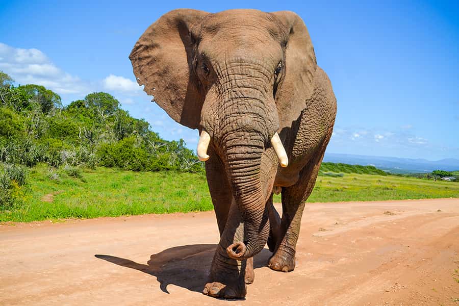 Port Elizabeth: Schotia Game Reserve Safari with Port Pickup - Five hours in an open safari vehicle