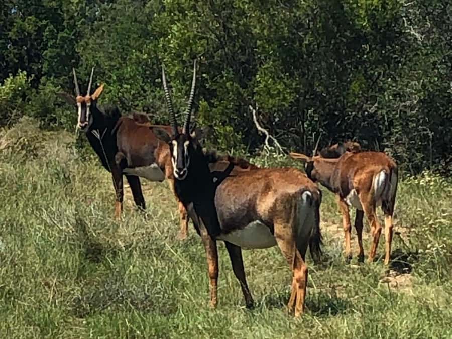 Port Elizabeth: Schotia Game Reserve Safari with Port Pickup - Guides make the biggest difference