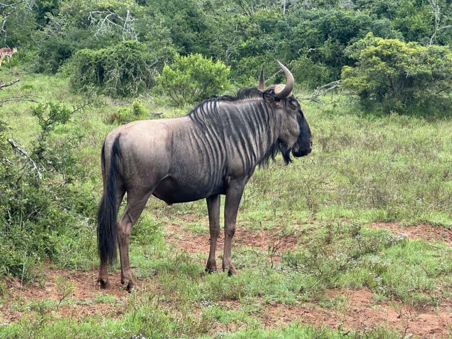 Port Elizabeth: Schotia Game Reserve Safari with Port Pickup - How the schedule feels from start to finish