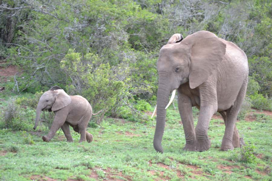 Port Elizabeth: Schotia Game Reserve Safari with Port Pickup - Schotia compared with a quick Addo visit