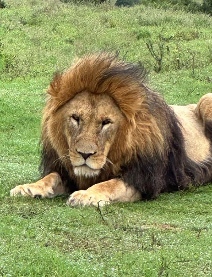 Port Elizabeth: Schotia Game Reserve Safari with Port Pickup - Port pickup: allow time to find the right bus