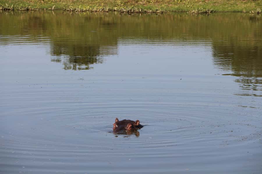Port Elizabeth: Schotia Private Game Reserve Safari - Key points to know before booking