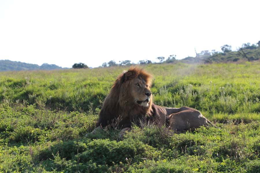 Port Elizabeth: Schotia Private Game Reserve Safari - Why Schotia makes sense for a short safari