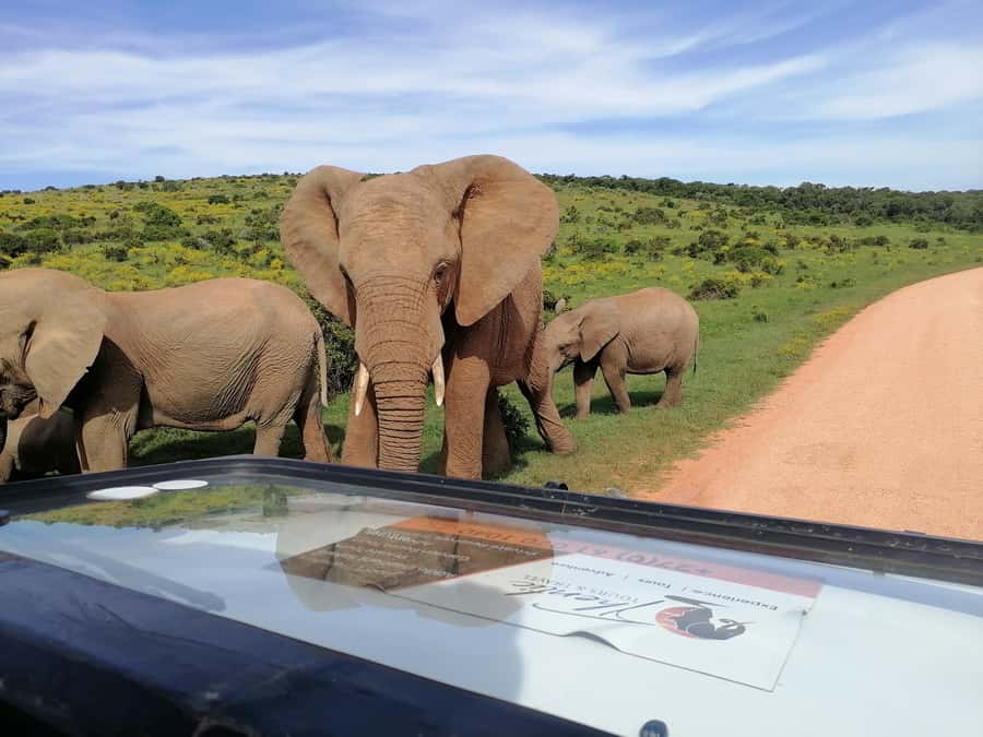 Port Elizabeth: Schotia Private Game Reserve Safari - What the open safari vehicle is like