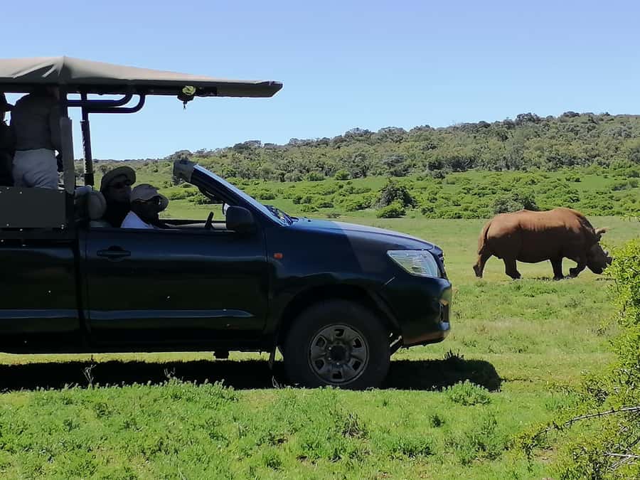 Port Elizabeth: Schotia Private Game Reserve Safari - The Addo area adds conservation context