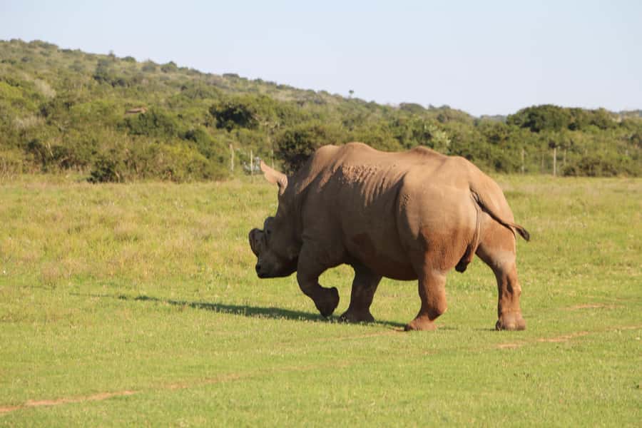 Port Elizabeth: Schotia Private Game Reserve Safari - Pickup from Port Elizabeth, Addo, or Kirkwood
