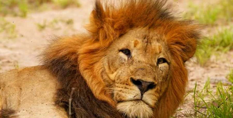 Port Elizabeth: Schotia Safaris Game Reserve Safari - Key points to know before you book