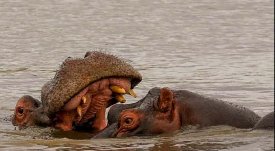 Port Elizabeth: Schotia Safaris Game Reserve Safari - Five hours in Schotia’s private reserve