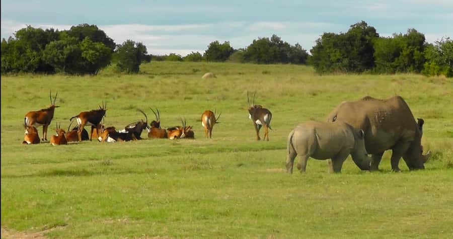 Port Elizabeth: Schotia Safaris Game Reserve Safari - Learning from the guide, not just looking
