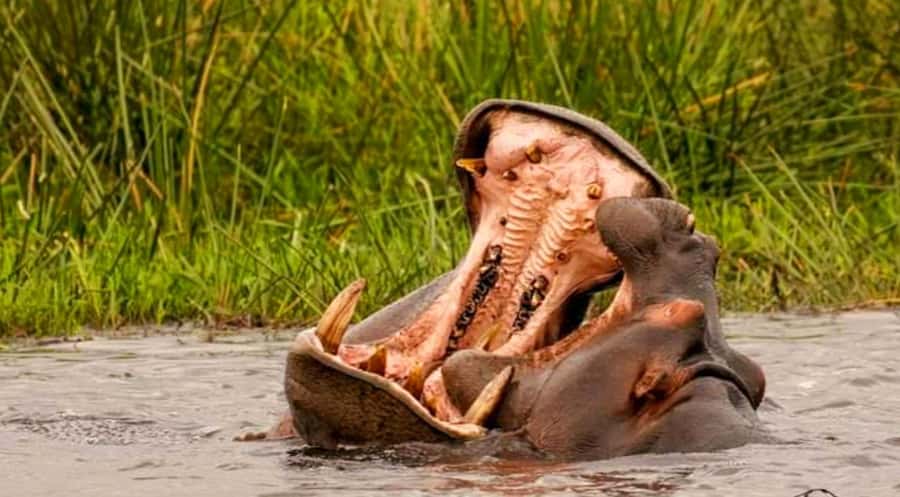 Port Elizabeth: Schotia Safaris Game Reserve Safari - Snacks, water, and the practical value of the price