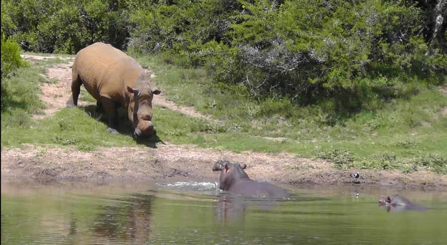 Port Elizabeth: Schotia Safaris Game Reserve Safari - Transfer details for hotels and cruise ships