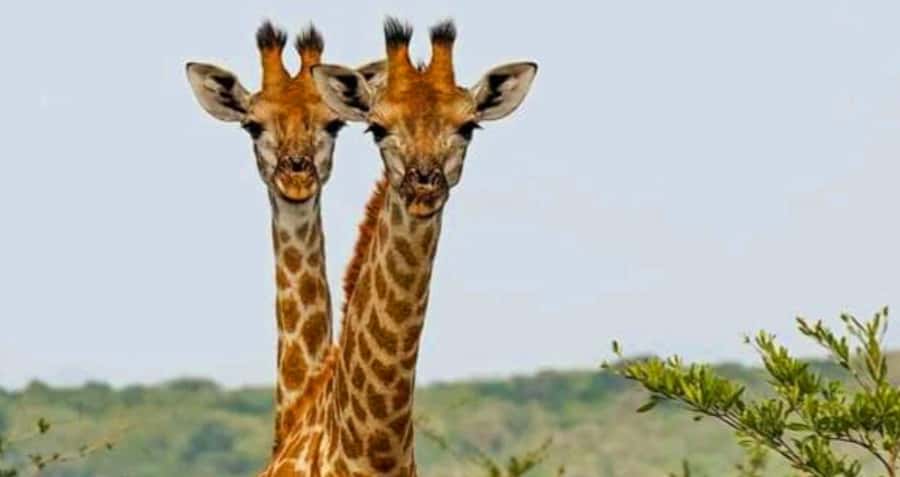 Port Elizabeth: Schotia Safaris Game Reserve Safari - Who will enjoy this safari most