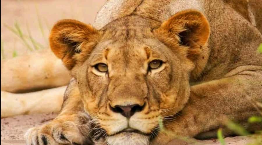 Port Elizabeth: Schotia Safaris Game Reserve Safari - How to prepare for the five-hour drive