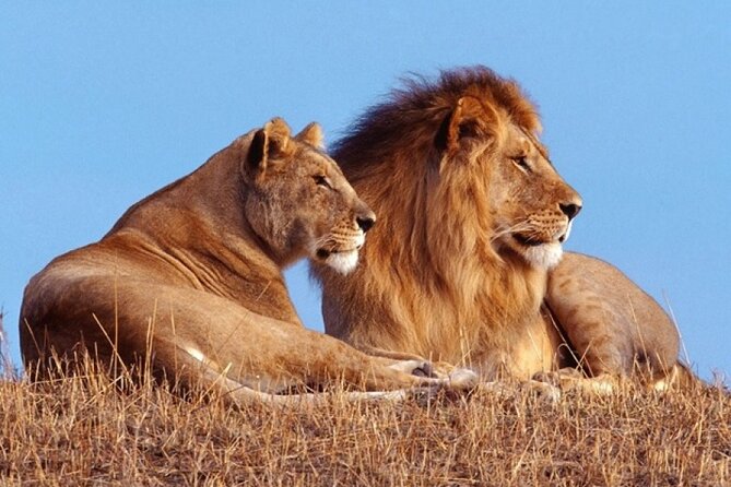 Private 1 Day Akagera Big Five Safari with pick up and lunch. - Key points to know before booking