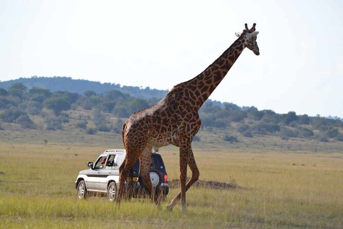 Private 1 Day Akagera Big Five Safari with pick up and lunch. - Your driver-guide makes a real difference