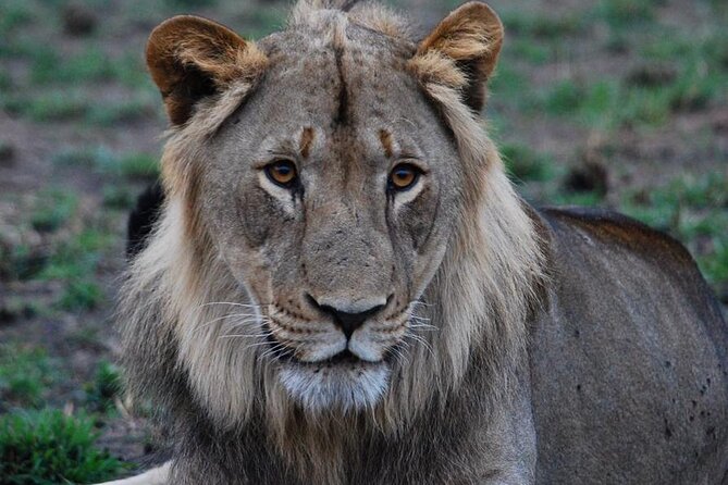 Private 1 Day Akagera Big Five Safari with pick up and lunch. - The vehicle question: check before you go