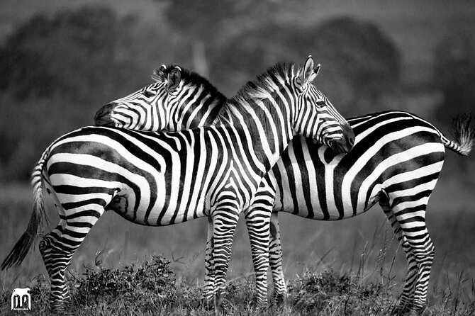 Private 1 Day Akagera Big Five Safari with pick up and lunch. - What the $440 price really covers