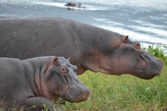 Private 1 Day Akagera Big Five Safari with pick up and lunch. - Who will enjoy this day most