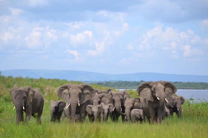 Private 1 Day Akagera Big Five Safari with pick up and lunch. - Leaving Kigali at 5:30 am