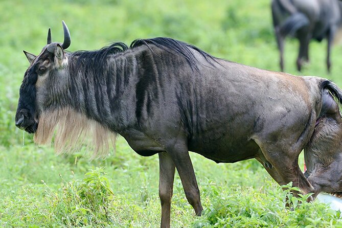 Private 6-Day Great Migration Ndutu Serengeti Safari Tour - Why Ndutu is the main event