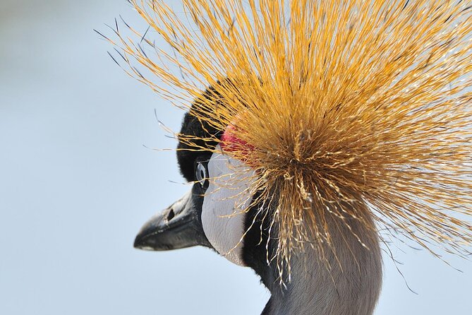 Private 6-Day Great Migration Ndutu Serengeti Safari Tour - Days 3 and 4: Finding the herds at Ndutu