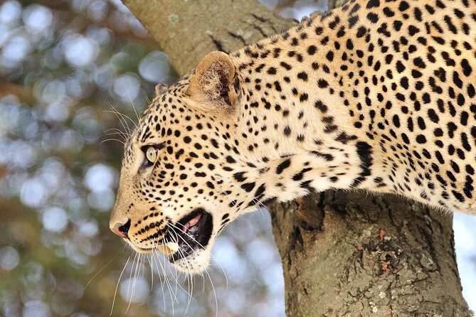 Private 6-Day Great Migration Ndutu Serengeti Safari Tour - What $2,827 gets you in practical terms
