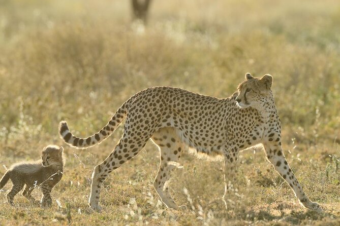 Private 6-Day Great Migration Ndutu Serengeti Safari Tour - Day 1: A quiet start in Arusha