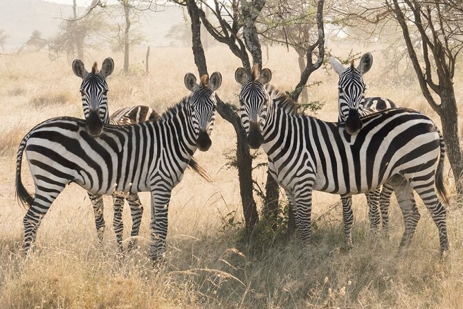 Private 6-Day Tarangire Manyara Crater and Serengeti with Mid-Range Lodges - Four parks in six days, with the right amount of comfort