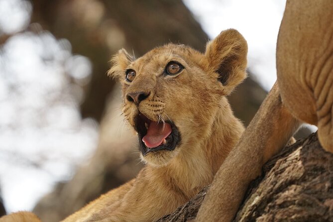 Private 6-Day Tarangire Manyara Crater and Serengeti with Mid-Range Lodges - Day 6: Lake Manyara’s forest, escarpment, and birds
