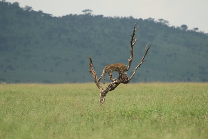 Private 7-Day Tanzania Camping Safari - Serengeti: give Seronera the time it deserves