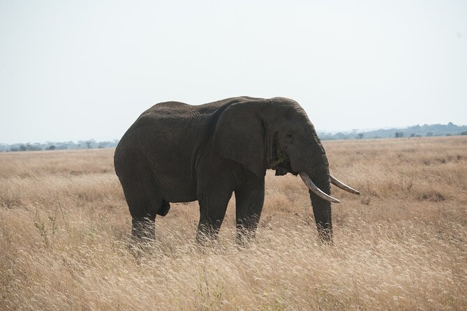 Private 7-Day Tanzania Camping Safari - Lake Manyara: compact, scenic, and different
