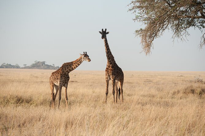 Private 7-Day Tanzania Camping Safari - Ngorongoro Crater: a concentrated final game drive