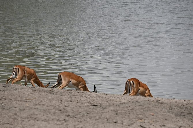 Private 7-Day Tanzania Camping Safari - Your guide can shape the whole trip