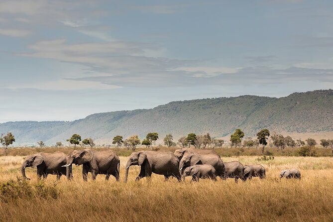Private 7 Days Classic Safari Tour in Tanzania - Tarangire’s baobabs and elephant herds