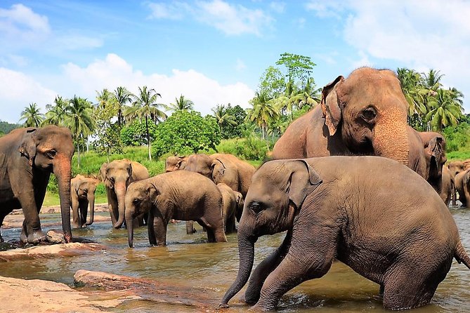 Private Day Trip to Sigiriya, cave and National park Safari Tour - Who should book this experience
