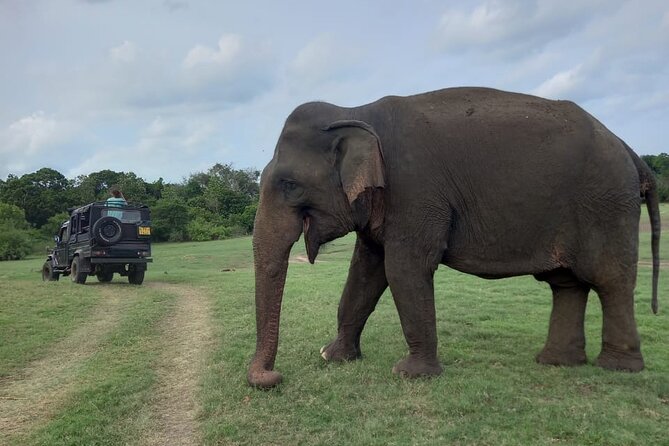 Private Jeep Safari at Minneriya National Park to Visit Elephants - How respectful is the wildlife viewing?