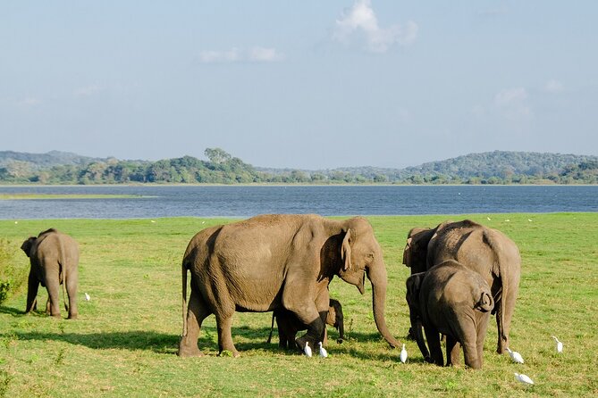 Private Jeep Safari at Minneriya National Park to Visit Elephants - What to bring and how to make the ride better