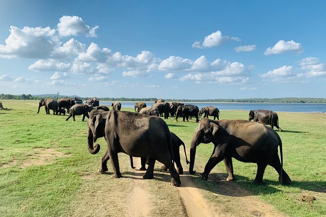 Private Jeep Safari at Minneriya National Park to Visit Elephants - Who will enjoy this safari most?