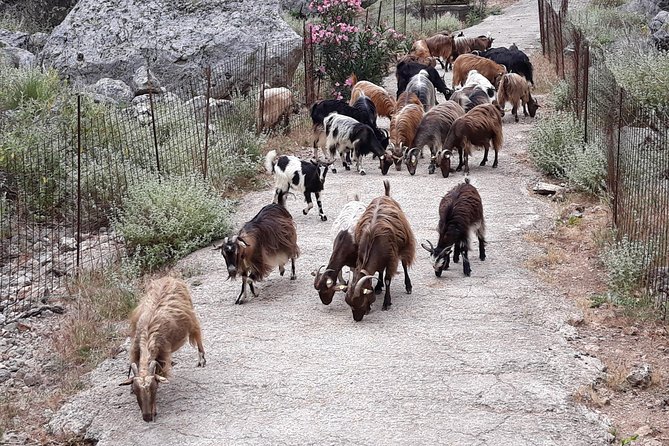 Private - Jeep Safari Tour with Lunch and Tastings - Anoskeli Winery brings olive oil and wine together