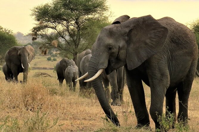 Private Multi Day Tour Tanzania Safari - Day 3: Ngorongoro Crater and the road to Serengeti