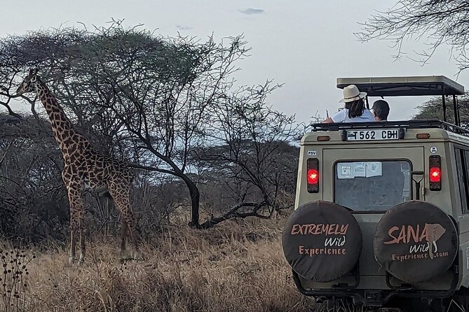Private Multi Day Tour Tanzania Safari - Day 4: A full Serengeti game-drive day