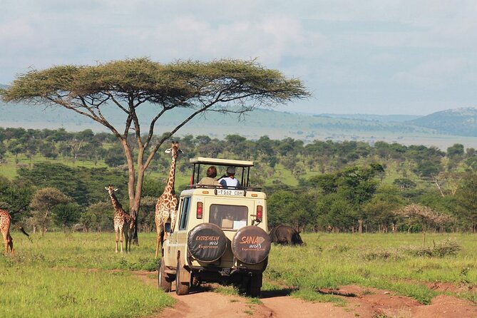 Private Multi Day Tour Tanzania Safari - Day 5: More Serengeti, then back toward Ngorongoro