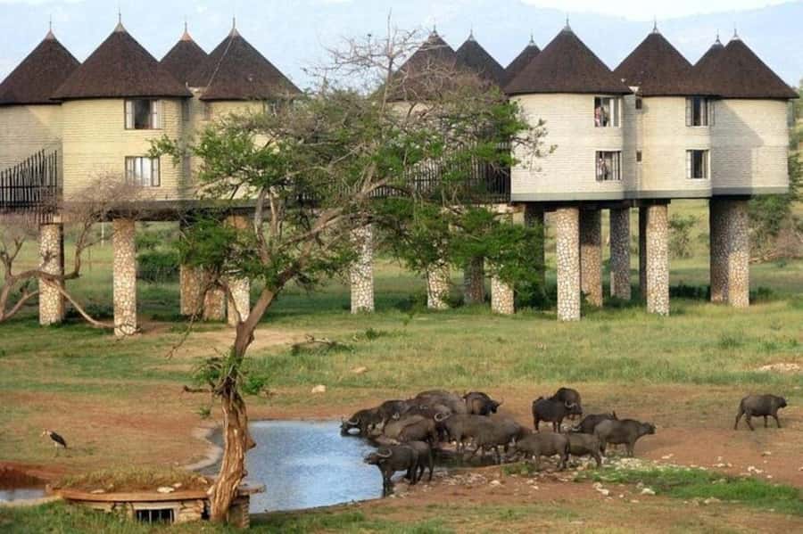 PRIVATE OVERNIGHT SALTLICK SAFARI FROM MOMBASA OR DIANI - Why Salt Lick makes this safari different