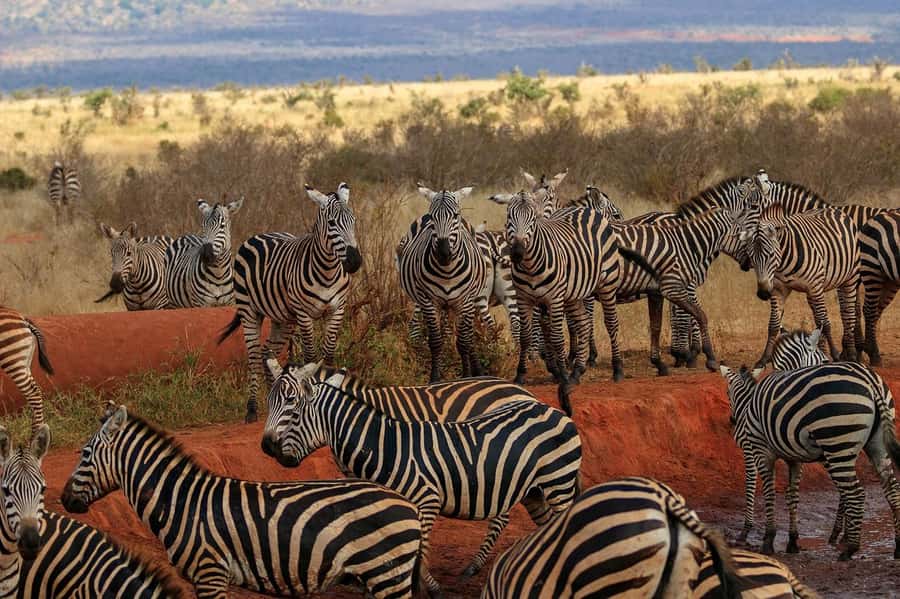 PRIVATE OVERNIGHT SALTLICK SAFARI FROM MOMBASA OR DIANI - An early start on day two