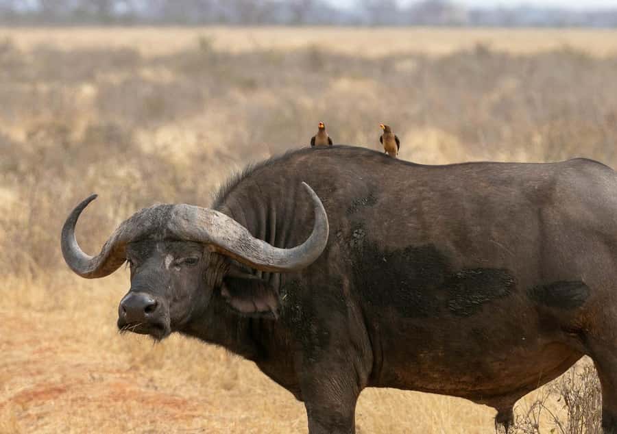 PRIVATE OVERNIGHT SALTLICK SAFARI FROM MOMBASA OR DIANI - What the $600 price covers